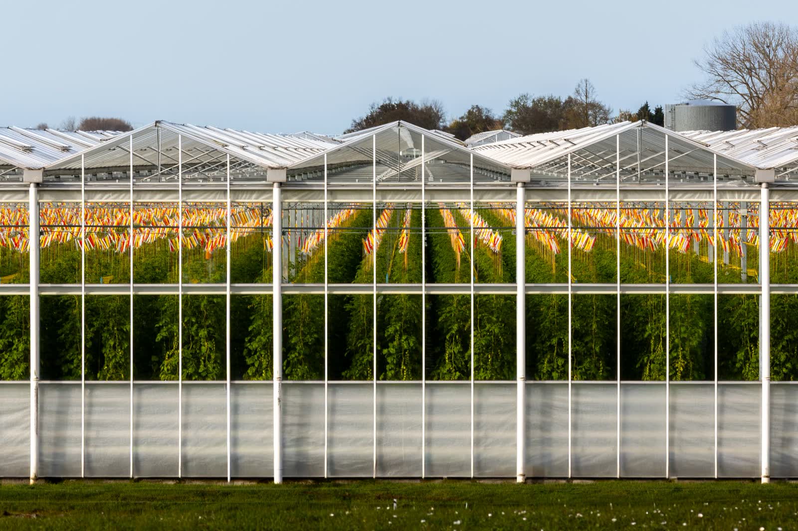 Produksjonsveksthus med rader av tomatplanter bak glassfasaden.